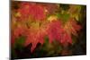 Usa, Washington State, Bellevue. Dewdrops on red and yellow leaves of maple tree in autumn./n-Merrill Images-Mounted Photographic Print