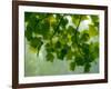 USA, Washington State, Bellevue Ginkgo Tree green leaves-Sylvia Gulin-Framed Photographic Print