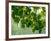 USA, Washington State, Bellevue Ginkgo Tree green leaves-Sylvia Gulin-Framed Photographic Print