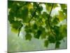 USA, Washington State, Bellevue Ginkgo Tree green leaves-Sylvia Gulin-Mounted Photographic Print
