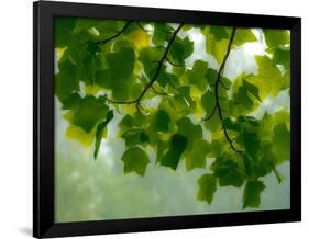 USA, Washington State, Bellevue Ginkgo Tree green leaves-Sylvia Gulin-Framed Photographic Print