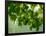 USA, Washington State, Bellevue Ginkgo Tree green leaves-Sylvia Gulin-Framed Photographic Print