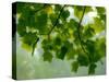 USA, Washington State, Bellevue Ginkgo Tree green leaves-Sylvia Gulin-Stretched Canvas