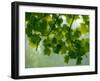 USA, Washington State, Bellevue Ginkgo Tree green leaves-Sylvia Gulin-Framed Photographic Print