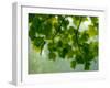 USA, Washington State, Bellevue Ginkgo Tree green leaves-Sylvia Gulin-Framed Photographic Print