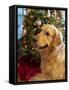 USA, Washington State, Bellevue, golden retriever dog near Christmas tree. (MR, PR)-Merrill Images-Framed Stretched Canvas