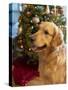 USA, Washington State, Bellevue, golden retriever dog near Christmas tree. (MR, PR)-Merrill Images-Stretched Canvas
