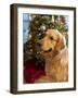 USA, Washington State, Bellevue, golden retriever dog near Christmas tree. (MR, PR)-Merrill Images-Framed Photographic Print