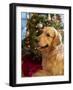 USA, Washington State, Bellevue, golden retriever dog near Christmas tree. (MR, PR)-Merrill Images-Framed Photographic Print