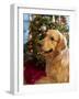 USA, Washington State, Bellevue, golden retriever dog near Christmas tree. (MR, PR)-Merrill Images-Framed Photographic Print
