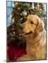 USA, Washington State, Bellevue, golden retriever dog near Christmas tree. (MR, PR)-Merrill Images-Mounted Photographic Print