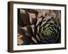 Usa, Washington State, Bellevue. Houseleek 'Bronze Pastel,' also known as Hens-And-Chicks-Merrill Images-Framed Photographic Print