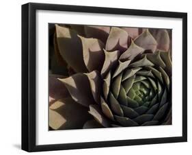 Usa, Washington State, Bellevue. Houseleek 'Bronze Pastel,' also known as Hens-And-Chicks-Merrill Images-Framed Photographic Print