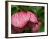 Usa, Washington State, Bellevue. Magenta Lenten rose hellebore flower with raindrops-Merrill Images-Framed Photographic Print