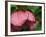 Usa, Washington State, Bellevue. Magenta Lenten rose hellebore flower with raindrops-Merrill Images-Framed Photographic Print