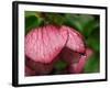 Usa, Washington State, Bellevue. Magenta Lenten rose hellebore flower with raindrops-Merrill Images-Framed Photographic Print