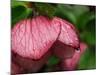 Usa, Washington State, Bellevue. Magenta Lenten rose hellebore flower with raindrops-Merrill Images-Mounted Photographic Print