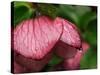 Usa, Washington State, Bellevue. Magenta Lenten rose hellebore flower with raindrops-Merrill Images-Stretched Canvas