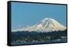 USA, Washington State, Bellevue. Mount Rainier seen from Lake Washington.-Merrill Images-Framed Stretched Canvas