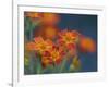 Usa, Washington State, Bellevue. Orange Mexican marigold flowers close-up-Merrill Images-Framed Photographic Print