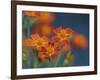 Usa, Washington State, Bellevue. Orange Mexican marigold flowers close-up-Merrill Images-Framed Photographic Print