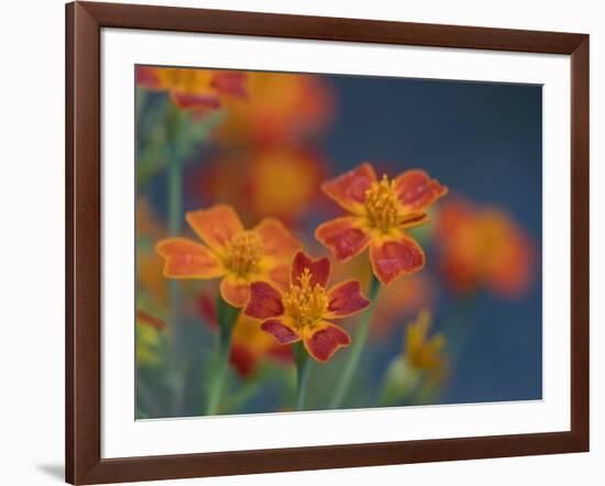 Usa, Washington State, Bellevue. Orange Mexican marigold flowers close-up-Merrill Images-Framed Photographic Print