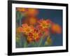 Usa, Washington State, Bellevue. Orange Mexican marigold flowers close-up-Merrill Images-Framed Photographic Print