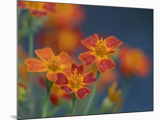 Usa, Washington State, Bellevue. Orange Mexican marigold flowers close-up-Merrill Images-Mounted Photographic Print