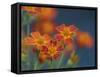 Usa, Washington State, Bellevue. Orange Mexican marigold flowers close-up-Merrill Images-Framed Stretched Canvas