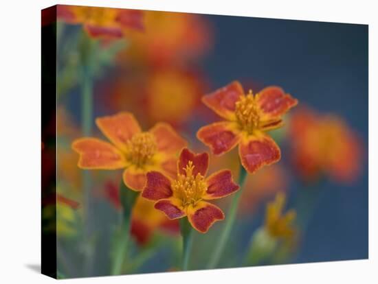 Usa, Washington State, Bellevue. Orange Mexican marigold flowers close-up-Merrill Images-Stretched Canvas