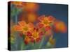 Usa, Washington State, Bellevue. Orange Mexican marigold flowers close-up-Merrill Images-Stretched Canvas