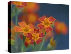 Usa, Washington State, Bellevue. Orange Mexican marigold flowers close-up-Merrill Images-Stretched Canvas