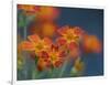 Usa, Washington State, Bellevue. Orange Mexican marigold flowers close-up-Merrill Images-Framed Photographic Print