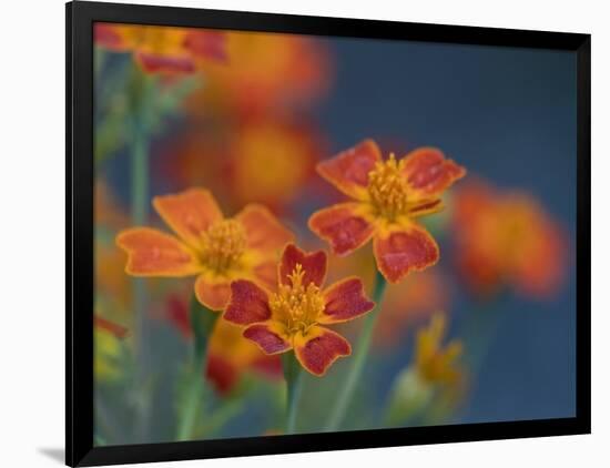 Usa, Washington State, Bellevue. Orange Mexican marigold flowers close-up-Merrill Images-Framed Photographic Print