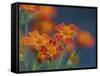 Usa, Washington State, Bellevue. Orange Mexican marigold flowers close-up-Merrill Images-Framed Stretched Canvas