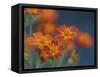 Usa, Washington State, Bellevue. Orange Mexican marigold flowers close-up-Merrill Images-Framed Stretched Canvas