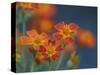 Usa, Washington State, Bellevue. Orange Mexican marigold flowers close-up-Merrill Images-Stretched Canvas