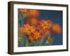 Usa, Washington State, Bellevue. Orange Mexican marigold flowers close-up-Merrill Images-Framed Photographic Print