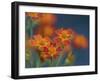 Usa, Washington State, Bellevue. Orange Mexican marigold flowers close-up-Merrill Images-Framed Photographic Print