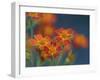 Usa, Washington State, Bellevue. Orange Mexican marigold flowers close-up-Merrill Images-Framed Photographic Print