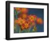 Usa, Washington State, Bellevue. Orange Mexican marigold flowers close-up-Merrill Images-Framed Photographic Print