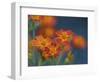 Usa, Washington State, Bellevue. Orange Mexican marigold flowers close-up-Merrill Images-Framed Photographic Print