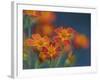 Usa, Washington State, Bellevue. Orange Mexican marigold flowers close-up-Merrill Images-Framed Photographic Print