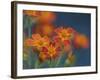 Usa, Washington State, Bellevue. Orange Mexican marigold flowers close-up-Merrill Images-Framed Photographic Print