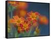 Usa, Washington State, Bellevue. Orange Mexican marigold flowers close-up-Merrill Images-Framed Stretched Canvas