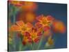 Usa, Washington State, Bellevue. Orange Mexican marigold flowers close-up-Merrill Images-Stretched Canvas