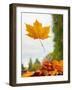 Usa, Washington State, Bellevue. Orange Norway maple leaf on car windshield with rain drops-Merrill Images-Framed Photographic Print