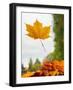 Usa, Washington State, Bellevue. Orange Norway maple leaf on car windshield with rain drops-Merrill Images-Framed Photographic Print