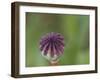 Usa, Washington State, Bellevue. Oriental poppy bud-Merrill Images-Framed Photographic Print