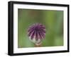 Usa, Washington State, Bellevue. Oriental poppy bud-Merrill Images-Framed Photographic Print